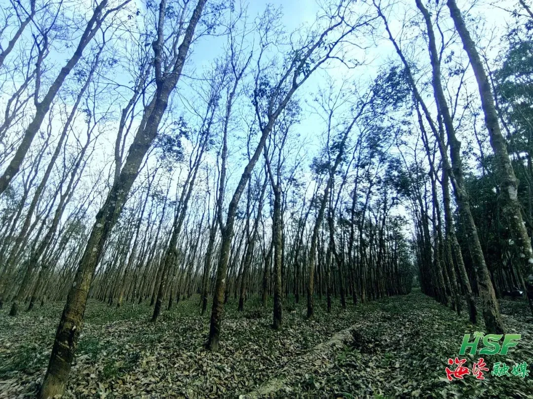 學(xué)習(xí)“邦溪經(jīng)驗(yàn)”后，海南橡膠龍江分公司變了！